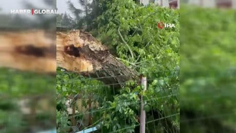 Şiddetli rüzgar ağaçları böyle devirdi