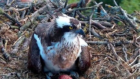 Perthshire nature reserve osprey Dark Female lays her first egg