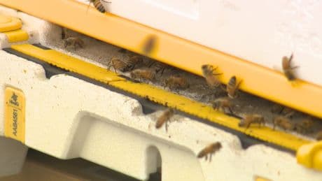 More bees found buzzing in Calgary backyards