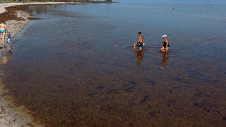 Beachgoers beware! A record algae bloom is headed for South Florida