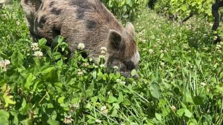 "Ils sont tous les jours au boulot": ce viticulteur du Rhône utilise des cochons pour se débarrasser des mauvaises herbes