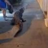 Watch: Virginia police find alligator outside motel