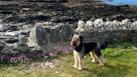 Dog 'lucky to be alive' after tumbling down 250ft cliff while chasing rabbits