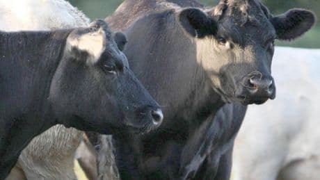 Bluetongue has been detected in England. Here’s what you should know