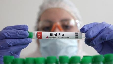 El misterio de la gripe aviar en EEUU: nadie sabe por qué no se registra ningún caso en humanos desde hace tres meses