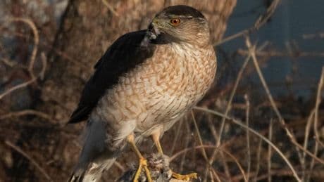 Quand les oiseaux des villes profitent des feux rouges pour chasser leurs proies