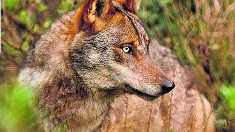 Piden a las autoridades que se investigue la presunta caza furtiva de un lobo en el parque natural de Armañón