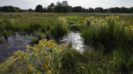 The EU Just Launched A Nature Credits Roadmap: Here’s Why It Matters