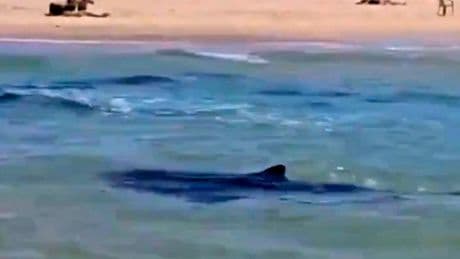 Terrifying last words of man dragged away by shark in Mediterranean before body found