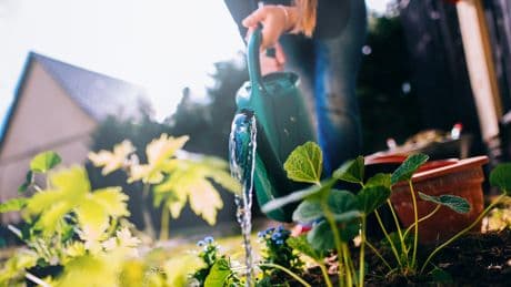 Garten im Sommer: Warum Sie Pflanzen nicht zu oft gießen sollten
