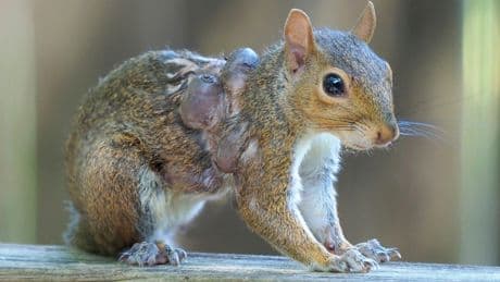 ‘Frankenstein rabbits’ scare prompts new fears of ‘zombie squirrel’ plague