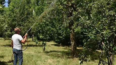 Avrupa'da yasaklandı, Türkiye'de kullanılacak: Kiraz ve şeftalide 'köpek ilacı' skandalı