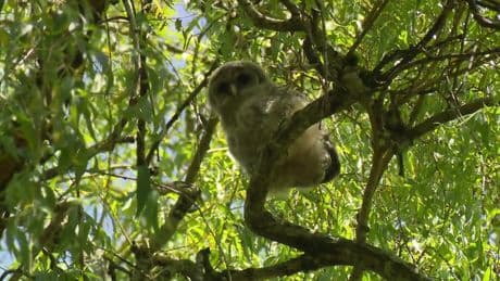 A real hoot: Bird lovers flock to Vancouver park for glimpse of baby barred owls