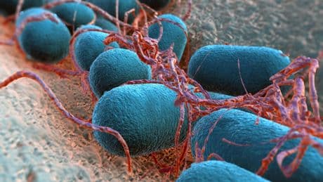 Intoxications : E. coli, une bactérie particulièrement dangereuse pour les enfants