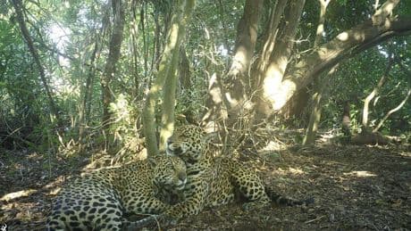 Au Brésil, ce sanctuaire de biodiversité est devenu un refuge pour les jaguars menacés par les feux