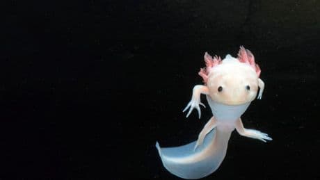 Das Geheimnis des Axolotl