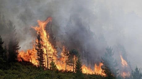 Los incendios de agosto en España fueron "un aviso de lo que está por venir": la crisis climática lo cambia todo