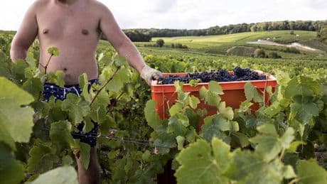 À Épernay, le conseiller municipal qui hébergeait un campement illégal lors des vendanges démissionne suite aux révélations de l’Humanité
