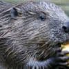Beaver activists claim they are 'doing God's work'