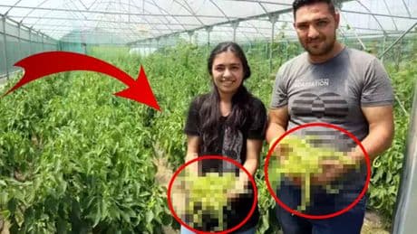 Karadeniz sadece ondan alıyor! Ailesinin boş arazisini değerlendirdi, üretimi 3 dönüme taşıdı: Tonlarcası yok satıyor