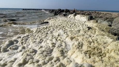 Deniz kıyısında beyaz kabus: Tüm yüzeyi kapladı!
