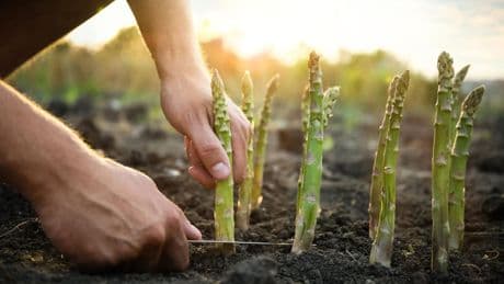 Ab März: Grünen Spargel im Garten anpflanzen? Ja, das geht!