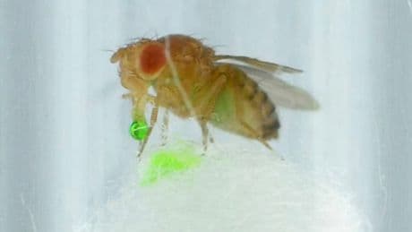 Für die Wissenschaft - Forscher lassen Fruchtfliegen kotzen