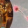 Scientists transform deadly ancient fungus into potential cancer cure