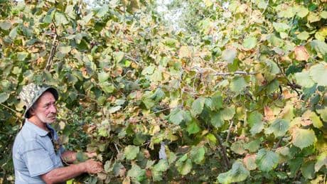 In Turchia le gelate mettono a rischio la produzione mondiale di nocciole e albicocche
