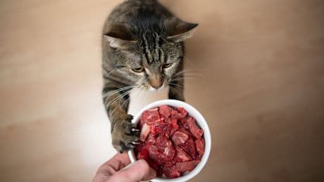 Artgerechtes Katzenfutter? So riskant ist Barfen wirklich