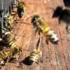 Attaque d'abeilles dans le Cantal : le maire d'Aurillac envisage d'"interdire la présence de ces ruchers"