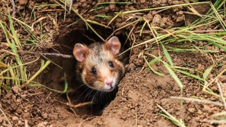 Rote Listen: Viele heimische Säugetiere sind gefährdet oder ausgestorben