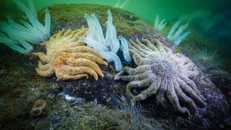 What killed the sea stars? Canadian researchers unlock 12-year-old mystery