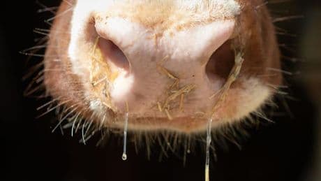 Tiere: Fahrzeugtür öffnet sich beim Bremsen: Rinder rennen auf A65