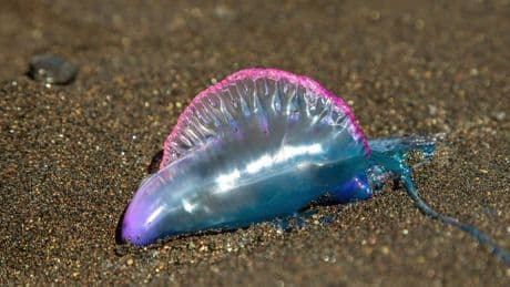 "Portugiesische Galeeren": Strand-Invasion zwingt Frankreich zu Badeverbot