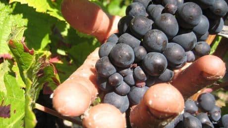 Champagner: Prozess um "Weinlese der Schande" startet in Frankreich