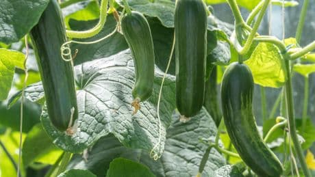 Zucchini-Power gratis: Dieser Küchenabfall bringt Ihre Pflanzen zum Blühen