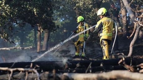 Waldbrände: Waldbrand bei Thale im Harz noch immer nicht gelöscht