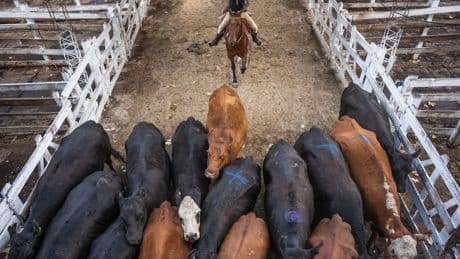 Mercosur-Abkommen: EU will Handelspartnerschaft mit Staaten Südamerikas besiegeln