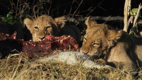 Un zoo de Dinamarca pide mascotas no deseadas para alimentar a sus tigres