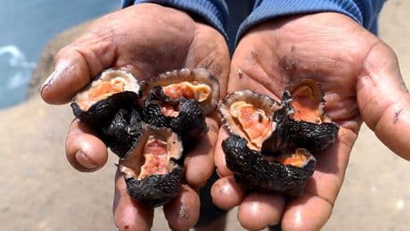 Risking death for a special ceviche in Peru
