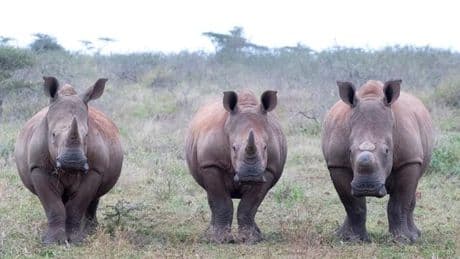 L’écornage des rhinocéros, seul moyen efficace de lutter contre leur braconnage ?