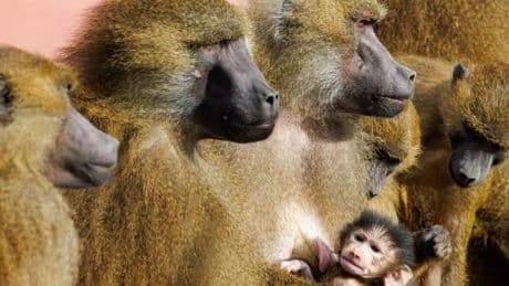 Nürnberger Zoo will Paviane töten – aus Platzmangel
