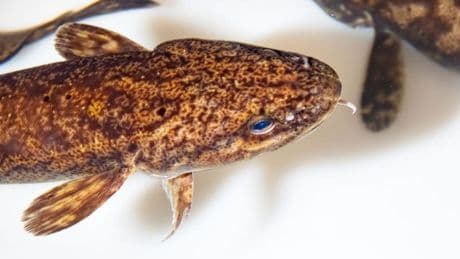 Niedersachsen: Wie Angler in Niedersachsen eine bedrohte Fischart retten