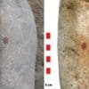 Ancient human fingerprint suggests Neanderthals made art