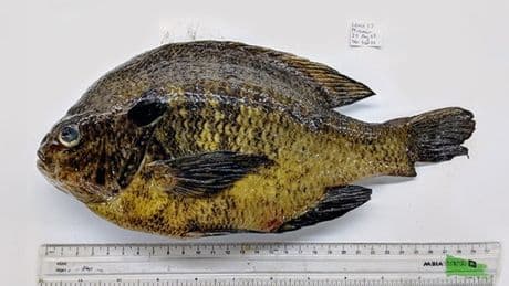 California fish carry human-infecting parasites that can cause stroke or heart attack, researchers find