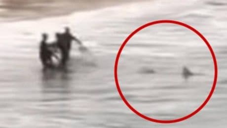 Puñetazo en el morro a un tiburón para rescatar a un surfista que sufrió varias dentelladas