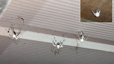 'Zombie' spiders infected by never-before-seen fungus are invading American homes
