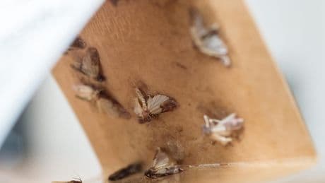 Lebensmittelmotten: Simpler Trick bei Bekämpfung funktioniert ohne Chemie
