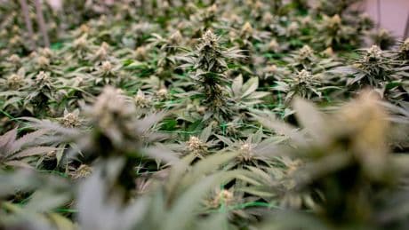 Nicht genehmigte Plantage: Cannabisplantage bei Rostock entdeckt